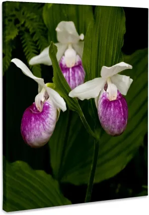 3dRose, USA, Minnesota, Lake Itasca, ladys slipper flower - US24 PHA0169 - Peter Hawkins, Museum Grade Canvas Wrap 11x14