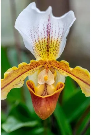 ArtDirect Venus Slipper Orchid 9x14 UnFramed Art Print Poster Ready for Framing by Engelbrecht, Lisa S.