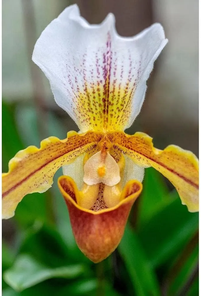 ArtDirect Venus Slipper Orchid 9x14 UnFramed Art Print Poster Ready for Framing by Engelbrecht, Lisa S.