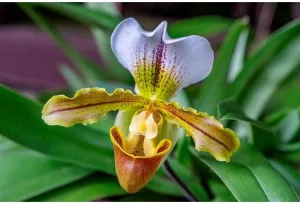 ArtDirect Venus Slipper Orchid II 36x24 Extra Large Unframed Art Print Poster Ready for Framing by Engelbrecht, Lisa S.
