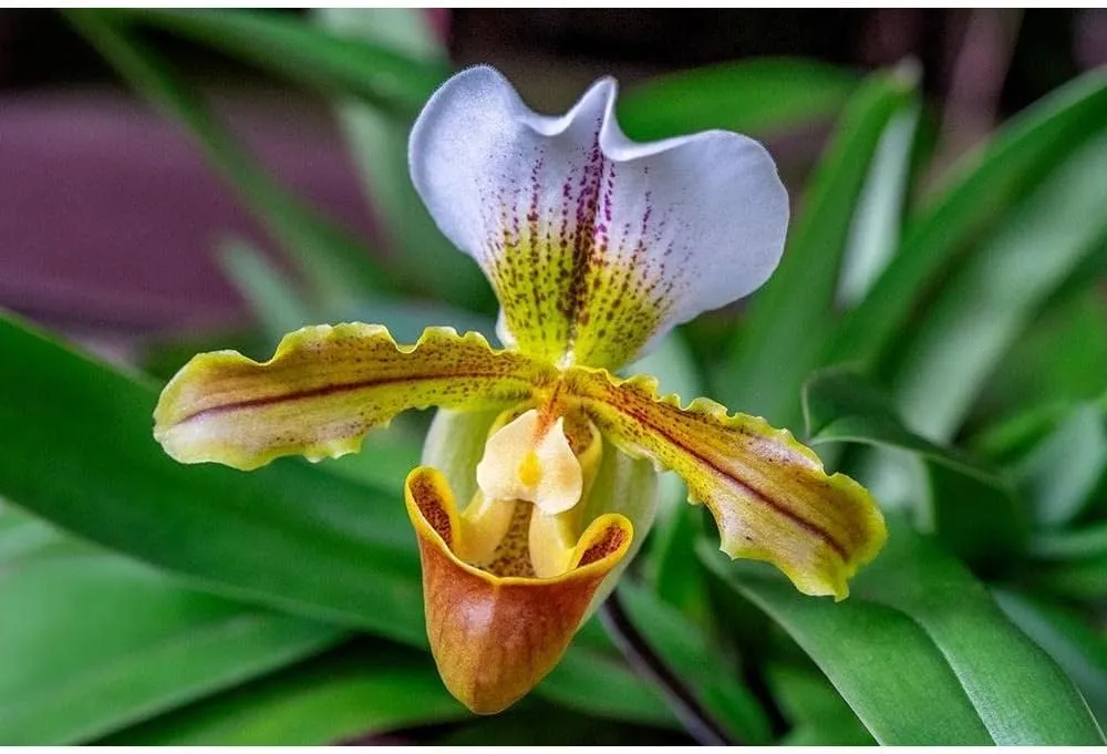 ArtDirect Venus Slipper Orchid II 36x24 Extra Large Unframed Art Print Poster Ready for Framing by Engelbrecht, Lisa S.